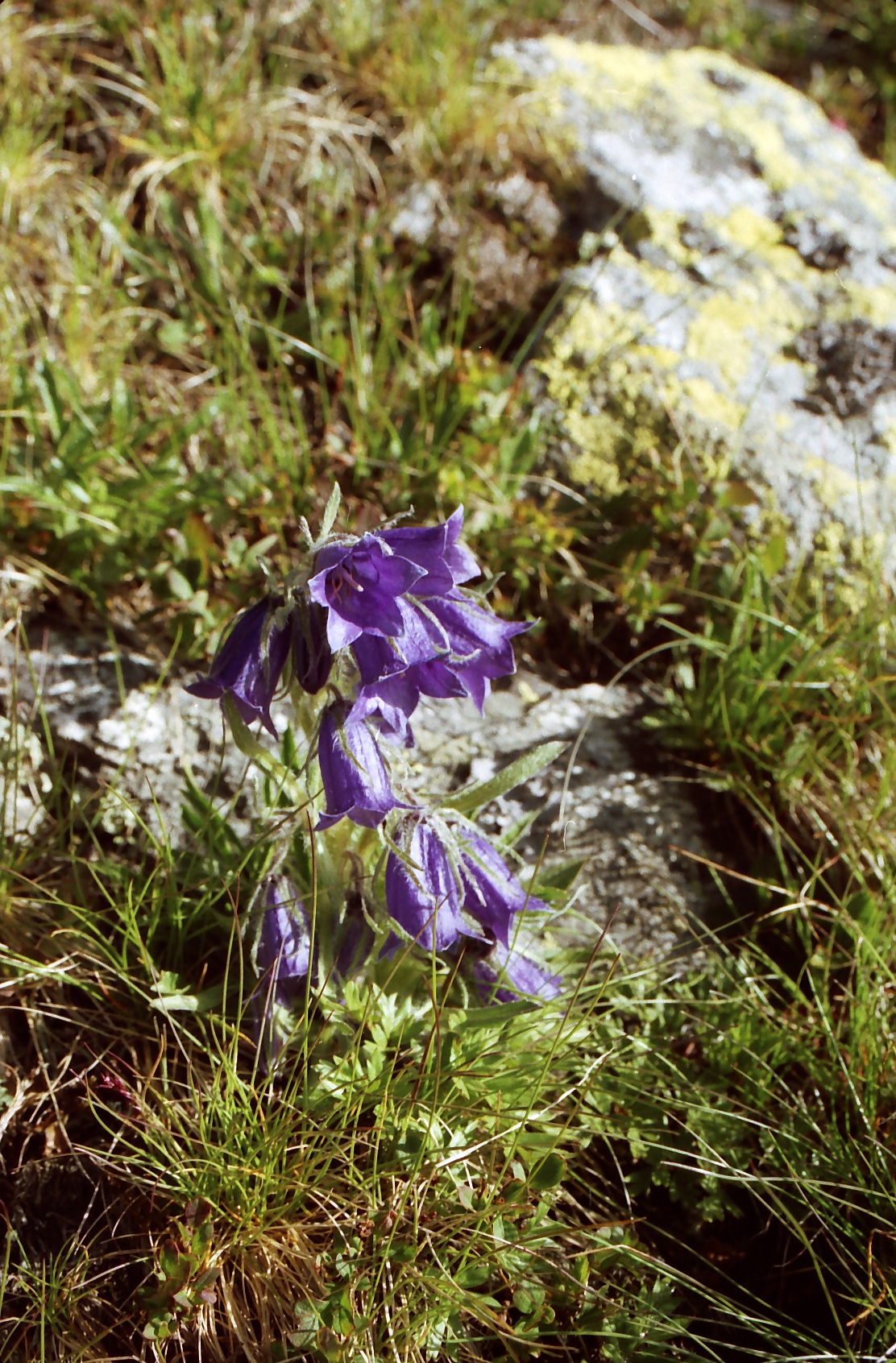 zvonek alpský